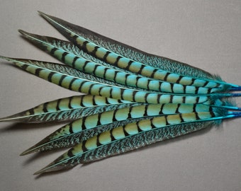 1 lady amherst pheasant tail feather 25-30 cm turquoise color, fly fishing, jewelry, scrapbooking