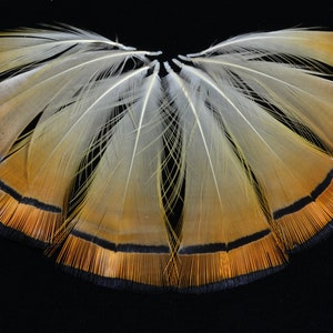 JMC® Plume de Faisan, Plumes pour le Montage des Mouches - Fly and Flies