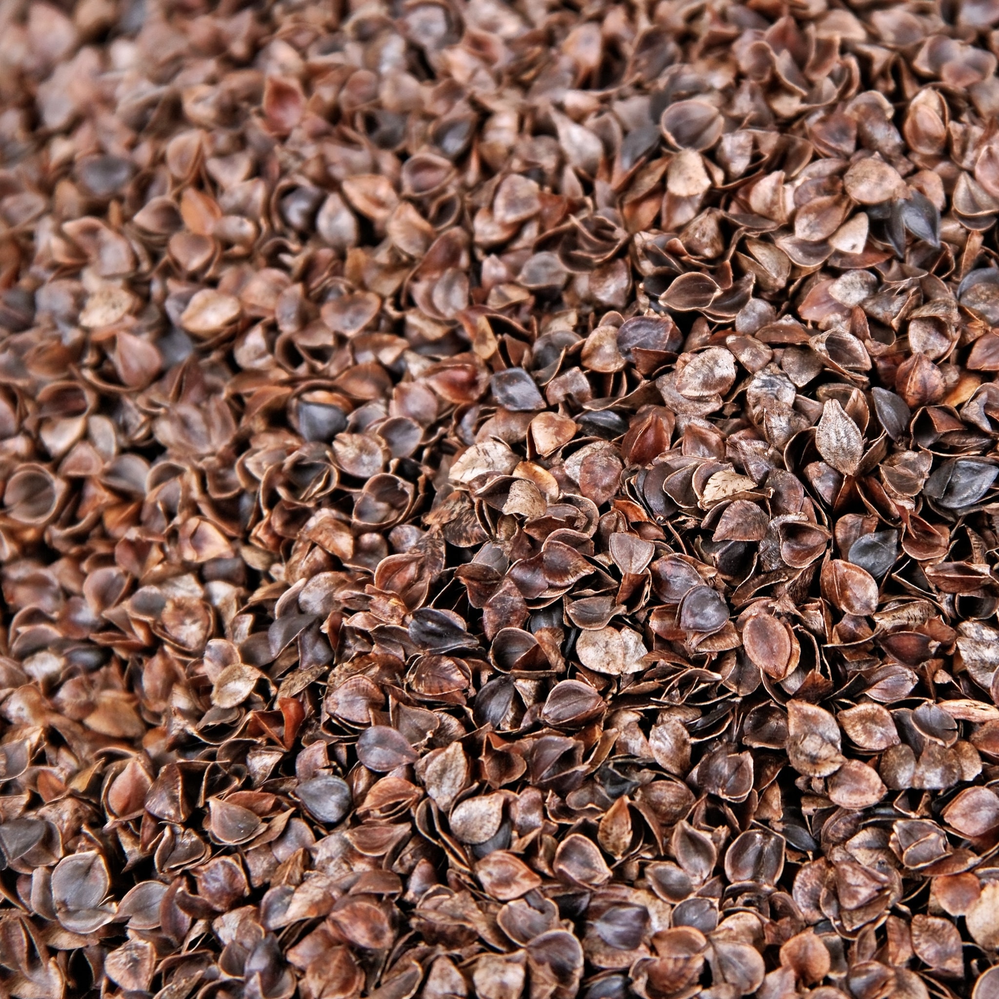 Cascara de trigo sarraceno venta new arrivals
