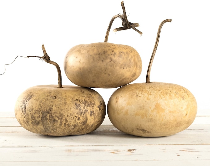 Medium Canteen Gourd Trio Etsy