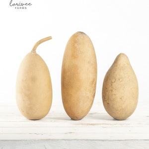 Oblong Shaped Dried Gourd Trio