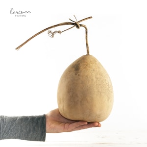 Pear Shaped Gourd 