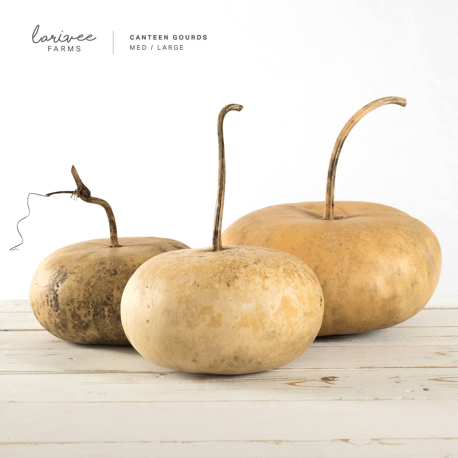 Dried Canteen Gourd Trio Small Etsy