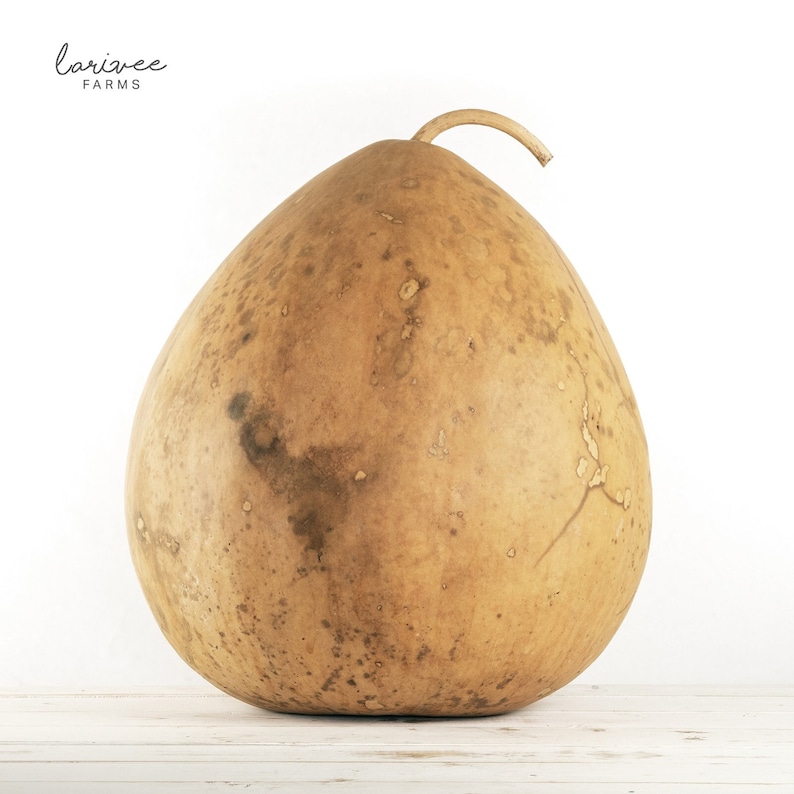 Large Kettle Dried Gourd Etsy