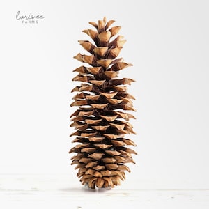 May include: A large, brown pine cone with a textured surface. The pine cone is standing upright against a white background. The text "larivee farms" is in the upper left corner.