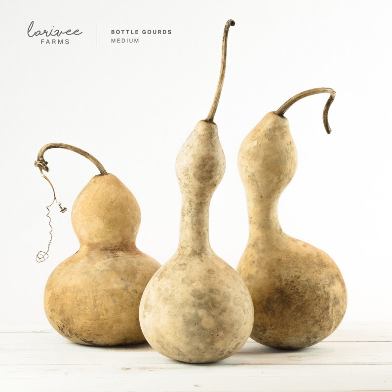 Single Dried Bottle Gourd Medium Etsy