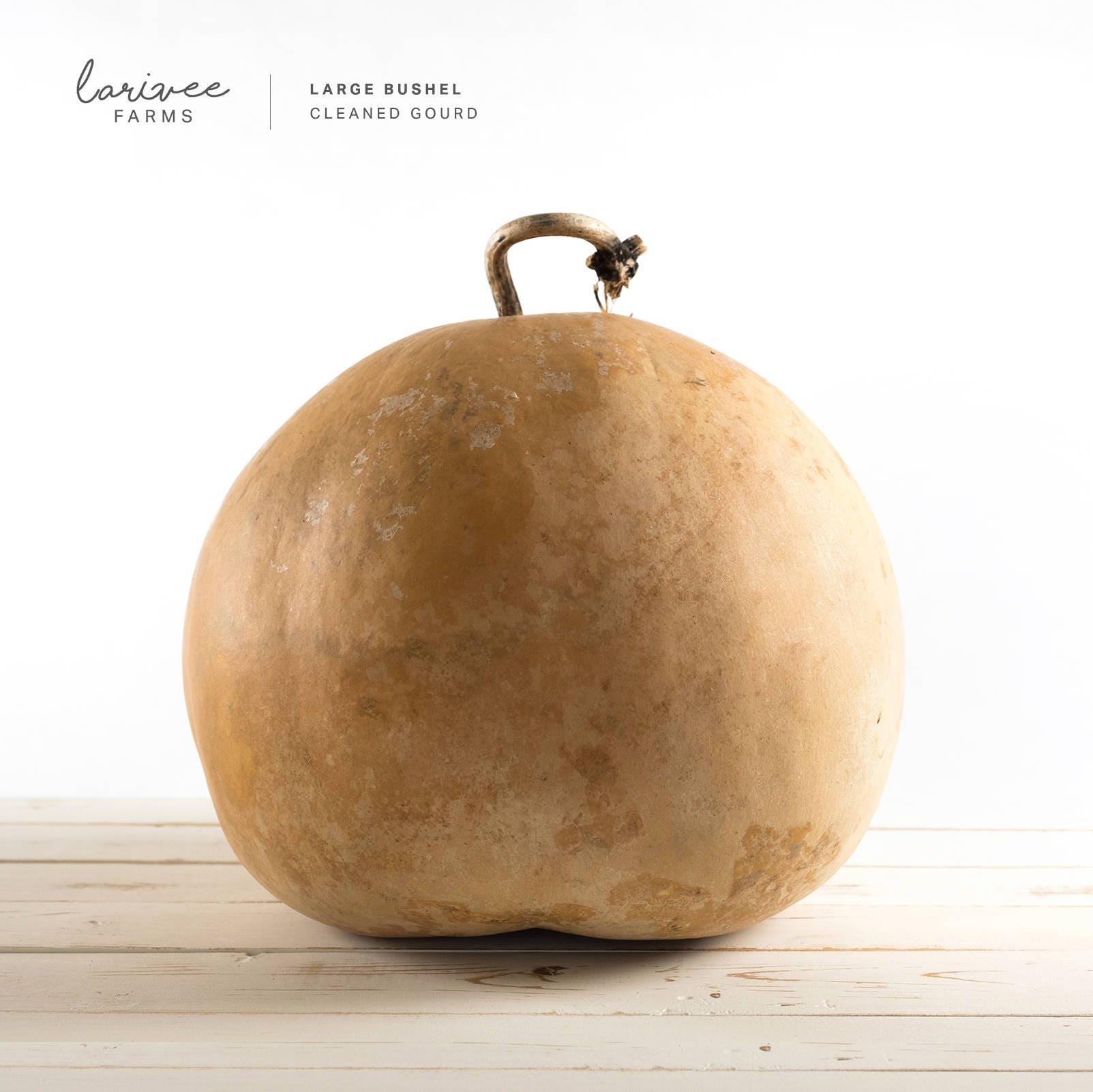 Large Dried Bushel Gourd Etsy