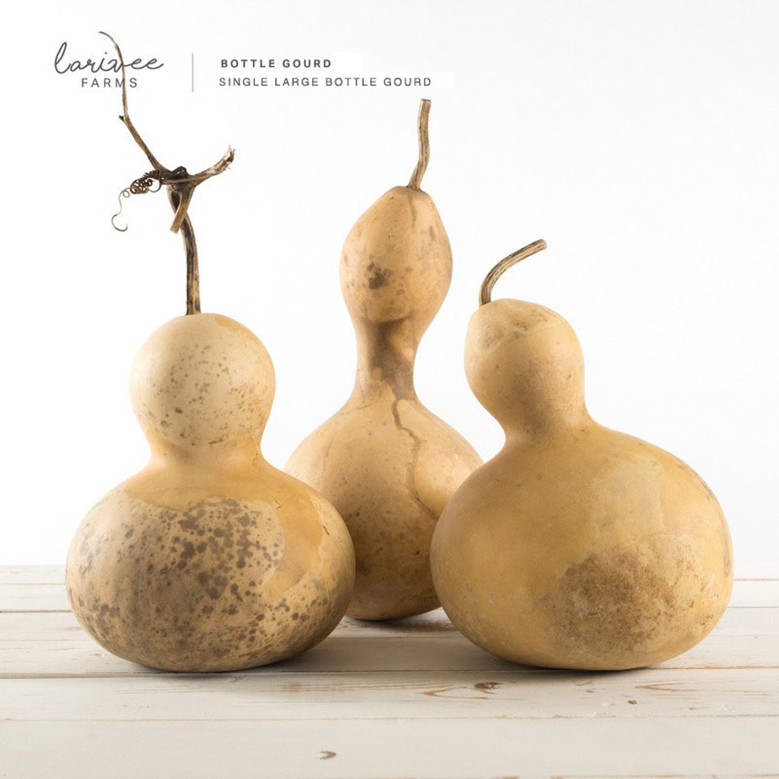 Large Dried Bottle/ Birdhouse Gourd Etsy