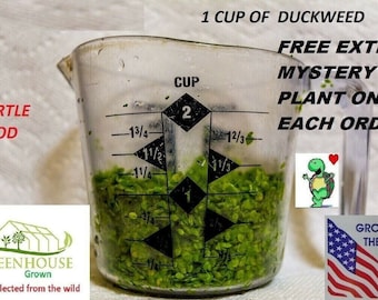 1 cup duckweed live plants Turtle Herp food Organic no chemicals tank raised pond plant koi duck tilapia food planted tank aquarium