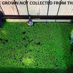 May include: A rectangular aquarium tank filled with vibrant green floating aquatic plants covering the water surface. The black frame features the text TANK GROWN NOT COLLECTED FROM THE WILD. Two black filter intake and output pipes are visible.