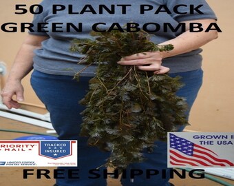 50 Green Cabomba live aquarium plants aquascaping planted tank pond fanwort easy beginner FREE different GIFT PLANT included on each order