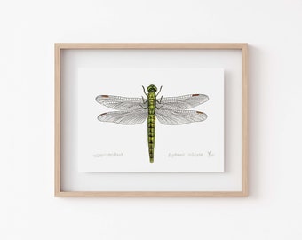 Dragonfly Art for Gallery Wall - Western Pondhawk Scientific Illustration Print, Entomology Art