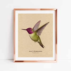 Anna's Hummingbird Art Print - Rustic Cabin Decor, Vintage Bird ...