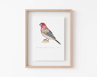 House Finch Art Print - Charming Bird Decor for Home & Garden - Unique Nature Gift Idea for Bird Lovers