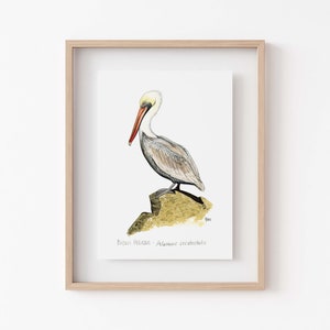 Brown Pelican PRINT, beach decor, sea art, ocean art, beach house decor, beach decor, bay area wildlife, pelican art, lighthouse decor image 1