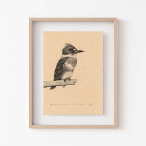 Belted Kingfisher Art Print - Pen & Ink Illustration for Bird Lovers, Rustic Home Decor