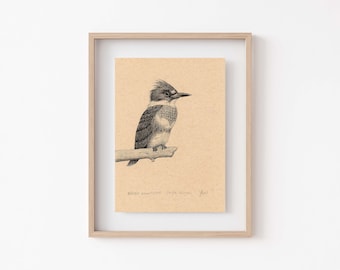 Belted Kingfisher Art Print - Pen & Ink Illustration for Bird Lovers, Rustic Home Decor