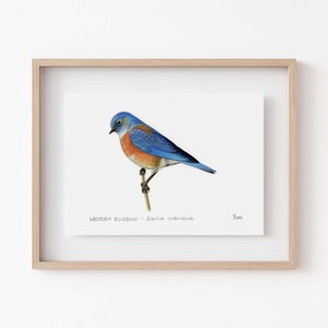 Vintage inspired Western Bluebird Print - Ideal Gift for Bird Watching Enthusiasts & Wildlife Lovers