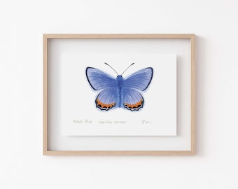 Acmon Blue Butterfly Print - Enchanting Fairy Cottage Decor & Entomology Gift