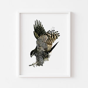 Northern Goshawk Watercolor & Ink Print - Hawk Painting, Bird Watcher Gift, Ornithology Art