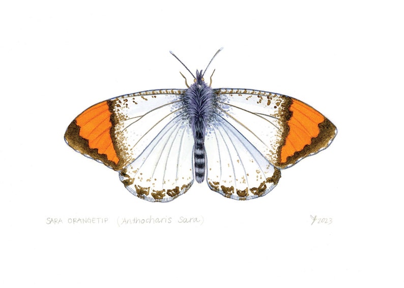 Sara Orangetip Butterfly Print California Butterfly Decor Unique Gift for Butterfly Enthusiasts image 2