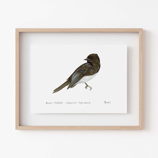 Black Phoebe Art Print - Unique Gift for Bird Watching Enthusiasts, Local Wildlife Decor