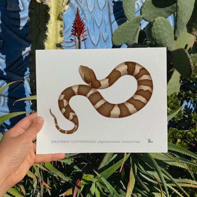 Unique Copperhead Pattern Copperhead Snake Art Print - Herpetology Decor for Snake Enthusiasts ...