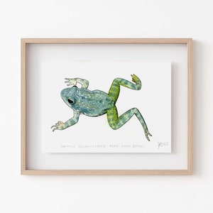 Op de afbeelding: Waterverfillustratie van een groene en blauwe kikker met gele poten. De kikker bevindt zich in een springende houding. Het kunstwerk is gesigneerd en gedateerd met "2022". De tekst "FOOTHILL YELLOW-LEGGED FROG - RANA BOYLII" staat onder de kikker.