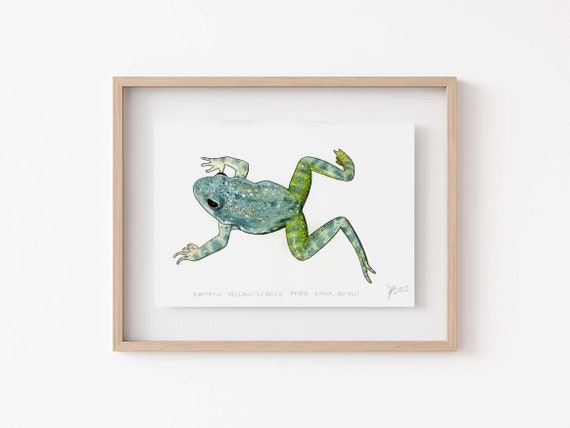Frog Lover's Decor: Yellow-Legged Frog Painting for Wildlife & Amphibian Fans