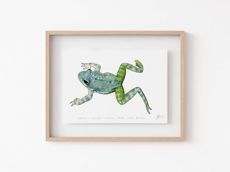 Op de afbeelding: Waterverfillustratie van een groene en blauwe kikker met gele poten. De kikker bevindt zich in een springende houding. Het kunstwerk is gesigneerd en gedateerd met "2022". De tekst "FOOTHILL YELLOW-LEGGED FROG - RANA BOYLII" staat onder de kikker.