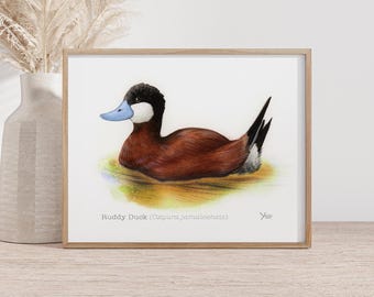 Ruddy Duck Art Print - Unique Gift for Bird Watching Enthusiasts, Wildlife Decor, Water Fowl Art, Duck Hunting