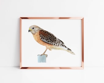 Red Shouldered Hawk Art Print - Elegant Watercolor Painting Gift & Decor for Birds of Prey Lovers