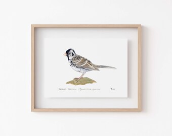 Harris's Sparrow Print - Perfect Great Plains Bird Watcher Gift, Nature Enthusiast Decor