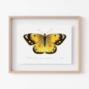 Orange Sulphur Butterfly Print - Entomology Art, Unique Nature Decor for Insect Enthusiasts