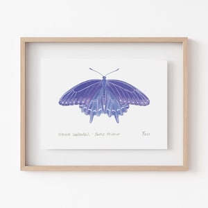 May include: A framed illustration of a purple Pipevine Swallowtail butterfly, with the text "Pipevine Swallowtail - Battus Philenor" and "Y2023" below the butterfly.