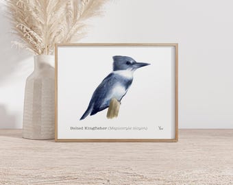 Belted Kingfisher Art Print - Watercolor Illustration for Bird Lovers, Coastal Home Decor, Belted Kingfisher Painting, Bird Watcher Gift