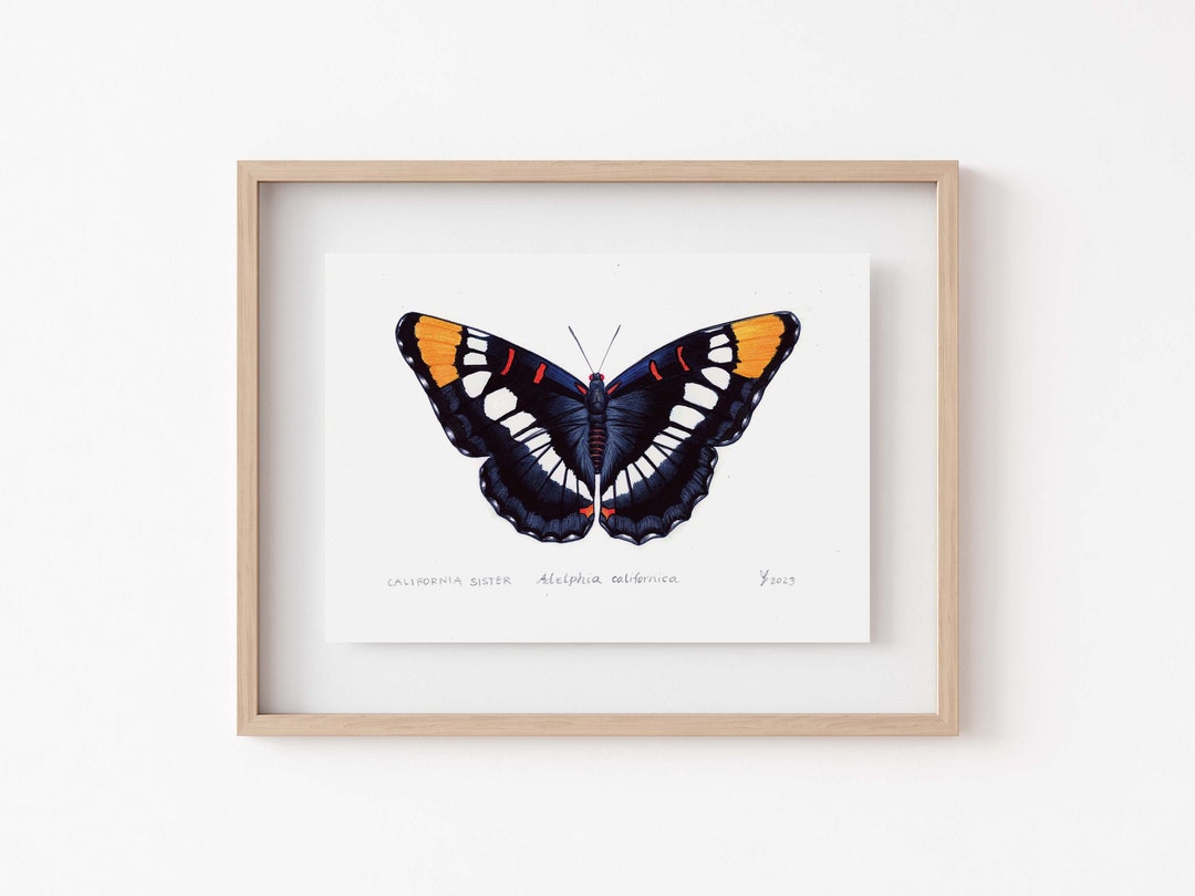 California Butterfly Decal California Butterfly Decal