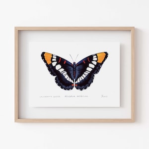 California Sister Butterfly Print - Beautiful Entomology, Butterfly Lover&#39;s Gift, Adelphia Californica