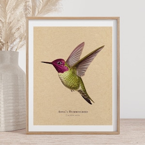 Anna&#39;s Hummingbird Art Print - Rustic Cabin Decor, Vintage Bird Illustration, Gift for Bird Watchers & Nature Lovers