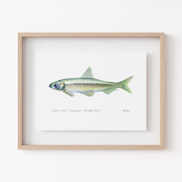 Delta Smelt Kunstdruck - Fisch Kunst, um Ihre Wildtier-inspirierte Dekoration zu erhöhen, perfektes Geschenk für Angelfreunde