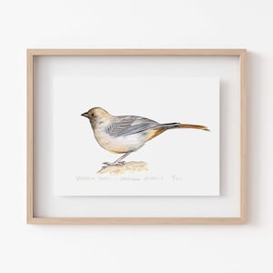 California Towhee Art Print - Backyard Bird Decor for Bird Watchers and Nature Enthusiasts