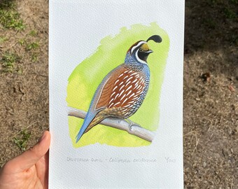 California quail painting, original, california wildlife, Bay Area wildlife, cabin decor, california decor, woodland decor, quail art