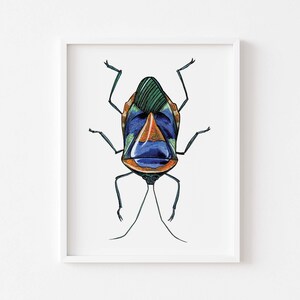 May include: A detailed illustration of a colorful insect with a blue, green, and orange patterned body. The insect has six legs and long antennae.