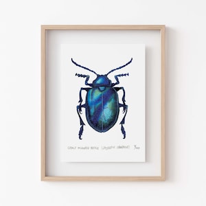 Blue Milkweed Beetle Print - Entomology Gift for Nature Lovers, Garden Decor and Zoology Art