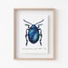 see more listings in the Insect Prints section