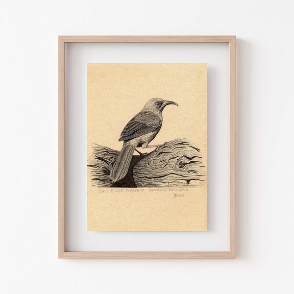 Curve-Billed Thrasher Art Print - Unique Southwestern Bird Lover Gift, Rustic Decor Perfect For Bird Watchers, Pen and Ink Ornithology