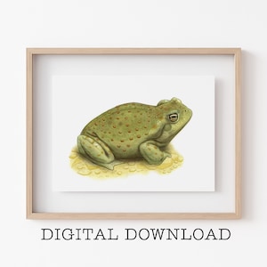 Sonoran Desert Toad Printable - DIGITAL DOWNLOAD Sacred Toad, Colorado River Toad, Herpetology Gift, Arizona Art, Desert Theme Wall Decor