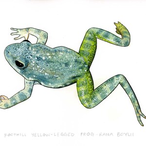 Op de afbeelding: Waterverf schilderij van een Foothill Yellow-Legged Frog (Rana boylii) op een witte achtergrond. De kikker is groen en blauw met gele strepen op zijn poten. Het schilderij is gesigneerd en gedateerd 2022.