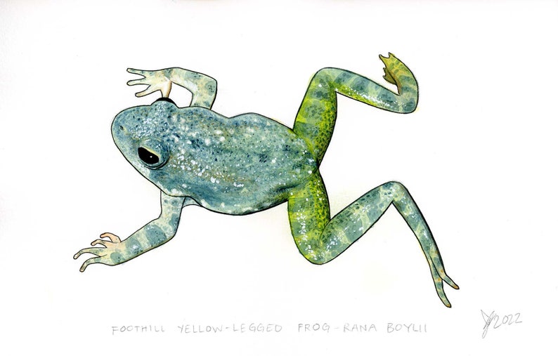 Op de afbeelding: Waterverf schilderij van een Foothill Yellow-Legged Frog (Rana boylii) op een witte achtergrond. De kikker is groen en blauw met gele strepen op zijn poten. Het schilderij is gesigneerd en gedateerd 2022.