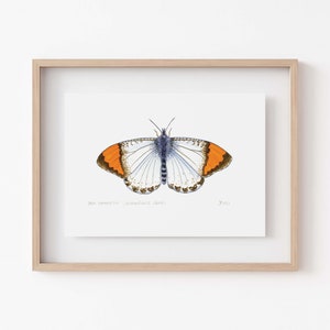 Sara Orangetip Butterfly Print California Butterfly Decor Unique Gift for Butterfly Enthusiasts image 1